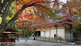 平泉町 中尊寺 金色堂 (此區需購票)