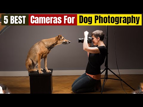 Best Cameras For Dog Photography of 2024