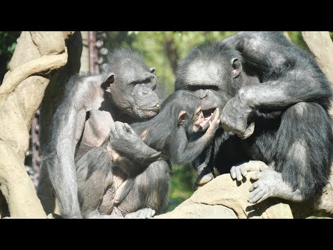 Kosachi Love💖Yoshizu & Kazuya　Yokohama Zoo Zoorasia Chimpanzee 202412