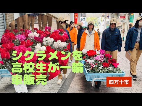 シクラメンの花を高校生が一輪車で販売(高知)