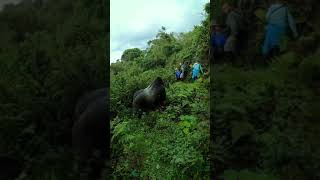 A massive silverback gorilla moves through the jungle past tourists #animals #danger #photographer