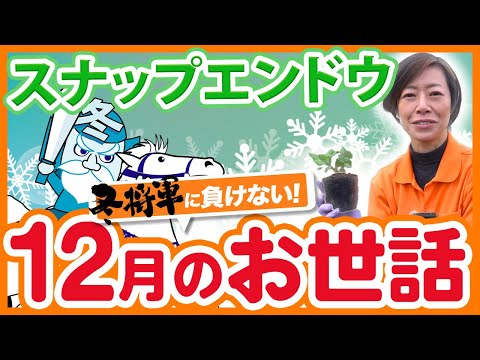 家庭菜園や農園で12月のスナップエンドウのお世話！防寒対策やリカバリー苗の準備！冬越しを成功させるスナップエンドウの育て方を徹底解説！【農園ライフ】