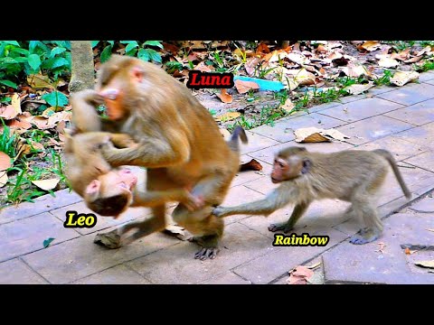 Oh my God!!! Monkey Luna is feeling unhappy with Little LEO, Rainbow is trying to help protect LEO.