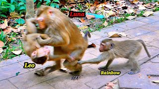 Oh my God!!! Monkey Luna is feeling unhappy with Little LEO, Rainbow is trying to help protect LEO.