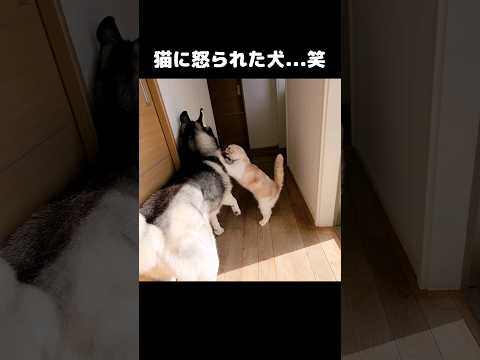 犬が猫にイタズラしたらブチ切れられました...笑#shots