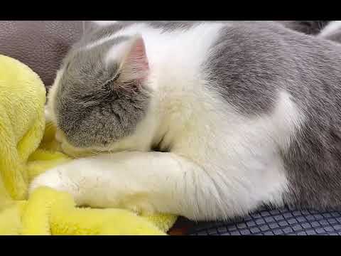 Adorable Cat Kneads and Cuddles Favorite Blanket - A Sweet Reminder of Mommy!