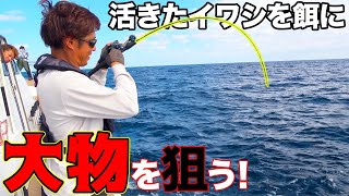 船の上で泳がせ釣りをするとデカい魚が爆釣！？