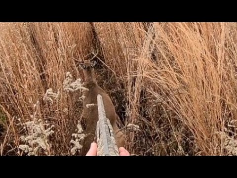 SC Deer Dog Drives 12/20-24/21: Brock strikes on a nice buck!