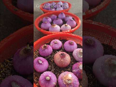 How to make your balcony garden look beautiful