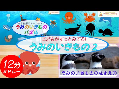 【うみのいきもの クイズメドレー】海の生き物なーんだ？赤ちゃん泣 き止む 子供 が 喜ぶ 知育動画 　 フラッシュカード 実写動画 数かぞえ Seaanimals quiz Animation