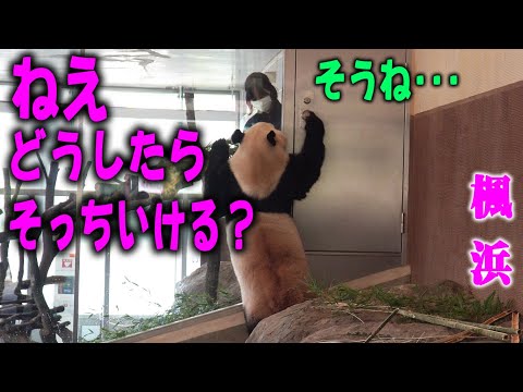 【お隣へ移動･飼育員さんにオーイ】子パンダ楓浜フォークでオヤツ 落ちてもオヤツは絶対離さない