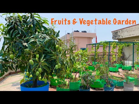 Overview Video Of My Fruits And Vegetable Garden In The Month Of May // Terrace Garden Tour