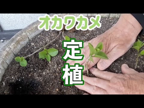 今年もオカワカメを栽培 挿し芽した苗も定植しました