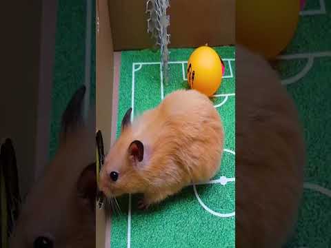 Hamster Escapes the best maze #shorts