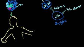 Mitosis, Meiosis and Sexual Reproduction