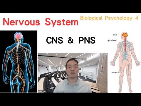 (Eng) Biological Psychology 04: Nervous System  #centralnervoussystem #peripheralnervoussystem