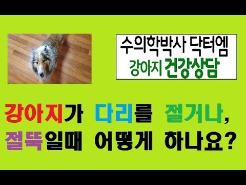 강아지가 다리를 절거나 절뚝일때, 어떻게 해야 하나요?