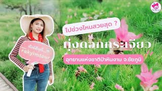 ทุ่งดอกกระเจียว ชัยภูมิ เที่ยวช่วงไหนสวยที่สุด ? | อาหมวยพาเที่ยว