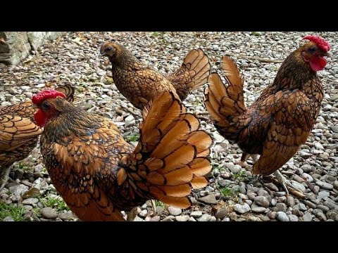 Golden Sebright Bantam Chickens for Sale