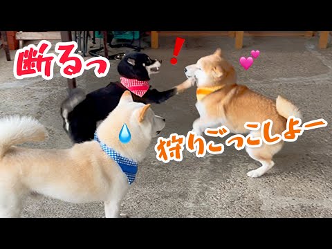 柴犬みかんは狩りごっこしたいのに誰も付き合ってくれない(笑