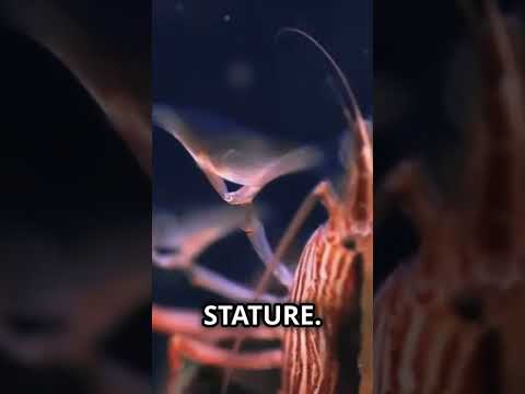 The Mantis Shrimp's Powerful Punch  Nature's