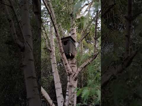 Uber Eats for a pampered Brushtail