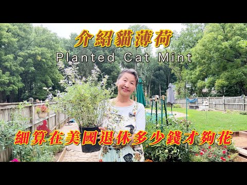 【華園花道】介紹並栽種貓薄荷｜在美國退休多少錢才夠花｜Planted Cat Mint｜How Much Dose It Cost To Retire In US