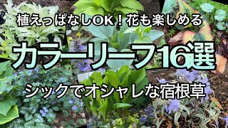 【花とカラーリーフを楽しむ宿根草】シックでオシャレな宿根草16品種/植えっぱなしで育つ/大人の庭にピッタリな宿根草をご紹介します