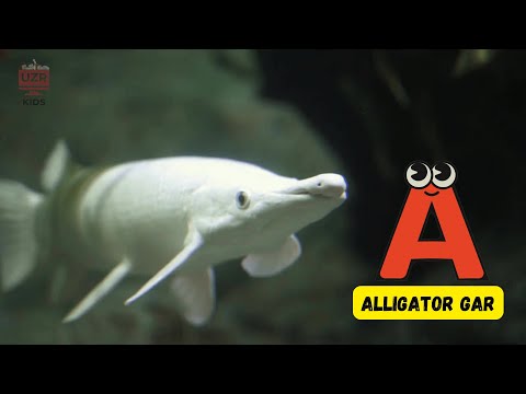 A to Z Deep Sea Creatures 🌊 | Fun Marine ABC Song for Kids! 🎶🐟 | #abcd  #kids #learning