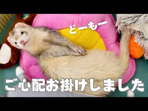 【フェレット】飼い主復活‼︎動画投稿再開します🙇‍♀️【ferret#1692】