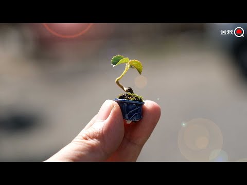 2cm bonsai? Planting Hamabou that failed to seed with bean bonsai [Bonsai Q]