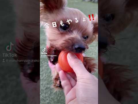 朝6時半🕰️朝のルーティンの時間が早くなってきた🐶💕