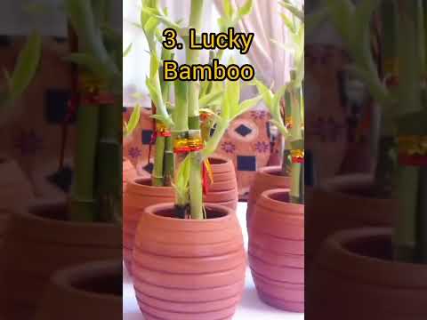 4 More Lucky Houseplants to Add to Your Collection for Prosperity and Wealth in 2023/Part 2 #shorts