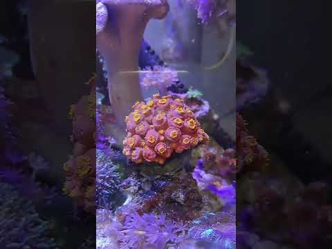 太陽花珊瑚 #coral #reef #珊瑚