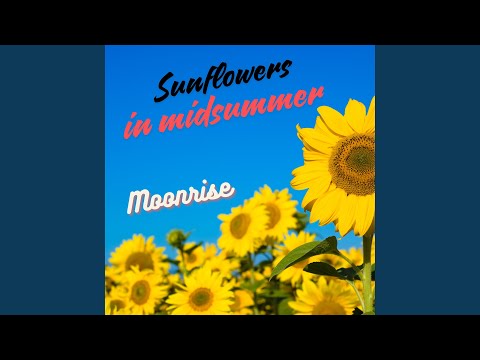 Sunflowers in Midsummer