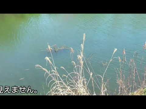 今日のカメカメ池【2023年4月上旬】