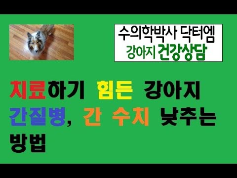 치료가 힘든 강아지 간수치 낮추기.