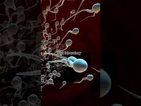 Healthy sperm | Healthy sperm motility | 3d Sperm cells