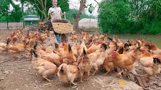 Process raising Organic Chicken in Poultry Farm