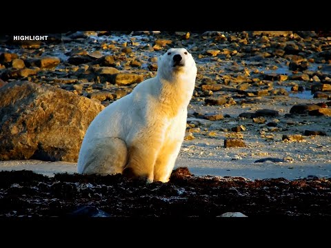 Tundra Buggy Lodge North - Polar Bears International | Highlights 2023