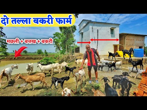 सिर्फ 3 महीने में बकरी पालन का जलवा | Integrated goat and fish farming