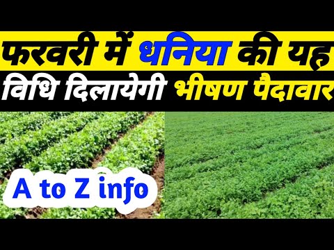 धनिया की खेती कैसे करें|dhaniya ki kheti| coriander farming|dhaniya ki kheti kab v kaise kare|धनिया