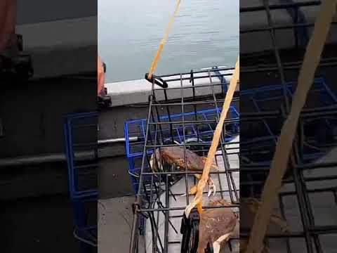 #dungenesscrab #oregon #saltwater #crabbing #oregoncoast #bay #newport #viralvideo #crab