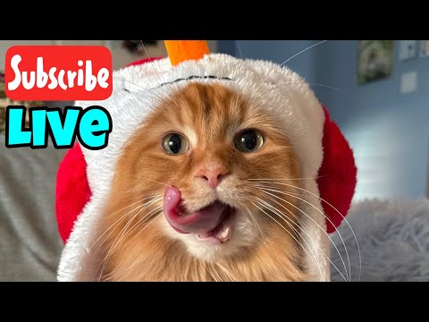 Happy Caturday - Live Stream