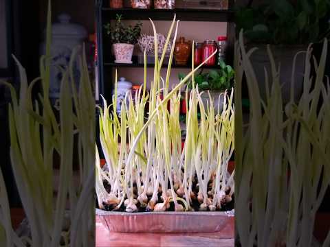 Grow yellow garlic leaves - expensive vegetable in Chinese cuisine