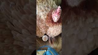 Natatakot ang alaga kong manok habang papalapit ako sa kanya#shortvideo #alagamanok#viralvideo#views