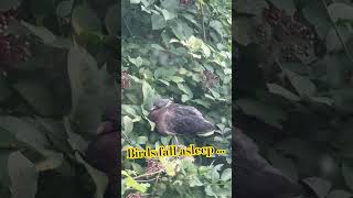 #relaxing #nature #music #relaxingmusic #shortsvideo #birdsofinstagram #birdwatching