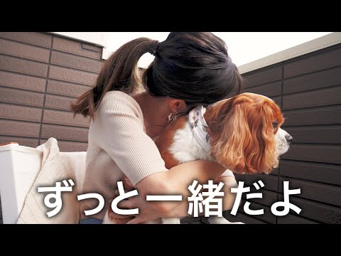 🐶👩愛犬とお家で過ごす時間をもっと豊かに🌿｜QOLを上げるベラ活準備♩【キャバリア】