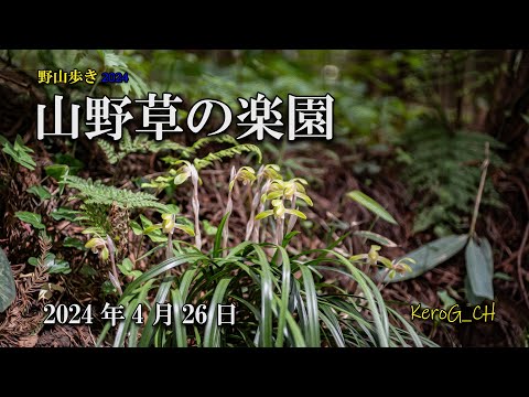 【山野草の楽園－クラシックレンズで花撮り－】野山歩き2024