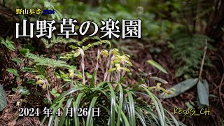 【山野草の楽園－クラシックレンズで花撮り－】野山歩き2024